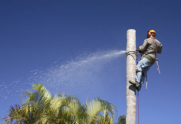 How Our Tree Care Process Works  in  Mount Hope, WV